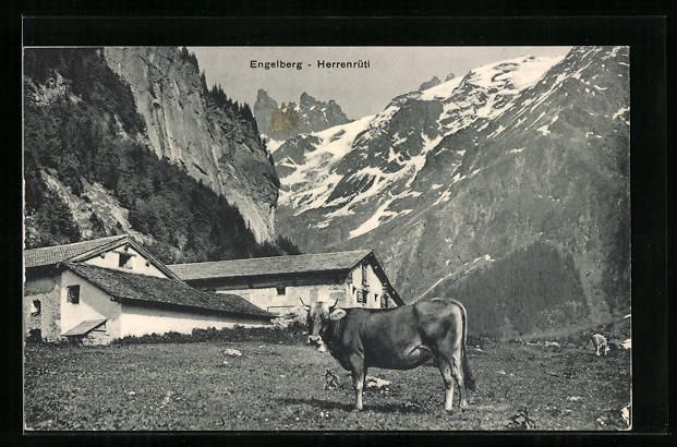 Ansichtskarten: AK Engelberg, Herrenrütli mit Kuh – Gebraucht aus Berlin von bartko-reher