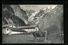 AK Engelberg, Herrenrütli mit Kuh