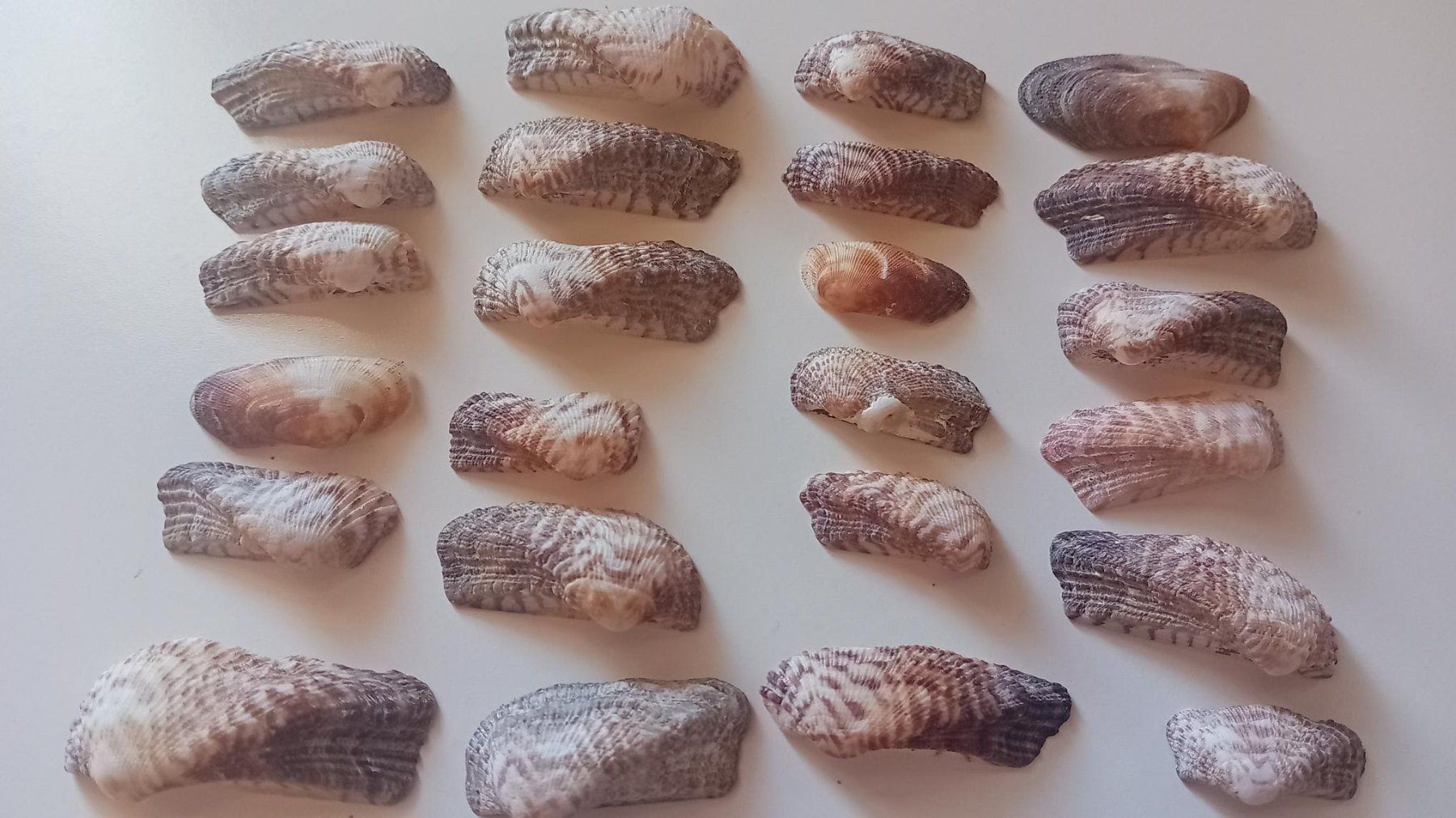 Fossili: Muscheln, 28 Stück – Nuovo (secondo la descrizione) da Salez venduto da Robe12