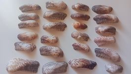 Muscheln, 28 Stück