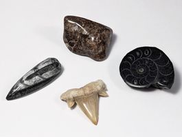 4 Fossilien - Ammonit, Turitella, Haifischzahn, Orthoceras