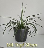 Jungpflanze Agave Geminiflora