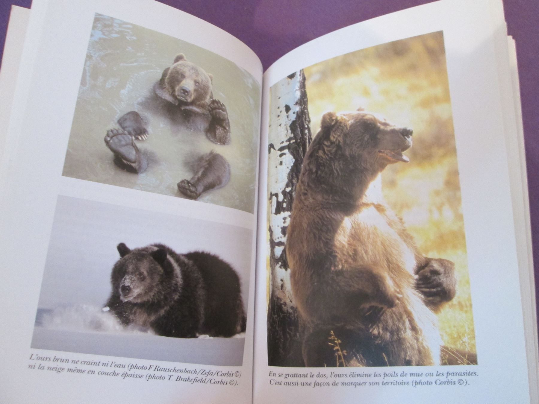 Libri: Le grand retour de l'ours – Usato da Neuchâtel venduto da Dualseele 6