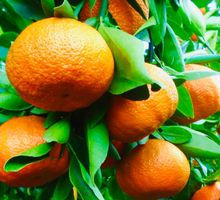 10 Samen Clementino " CITRUS RETICULATA" zur Hauskeimung