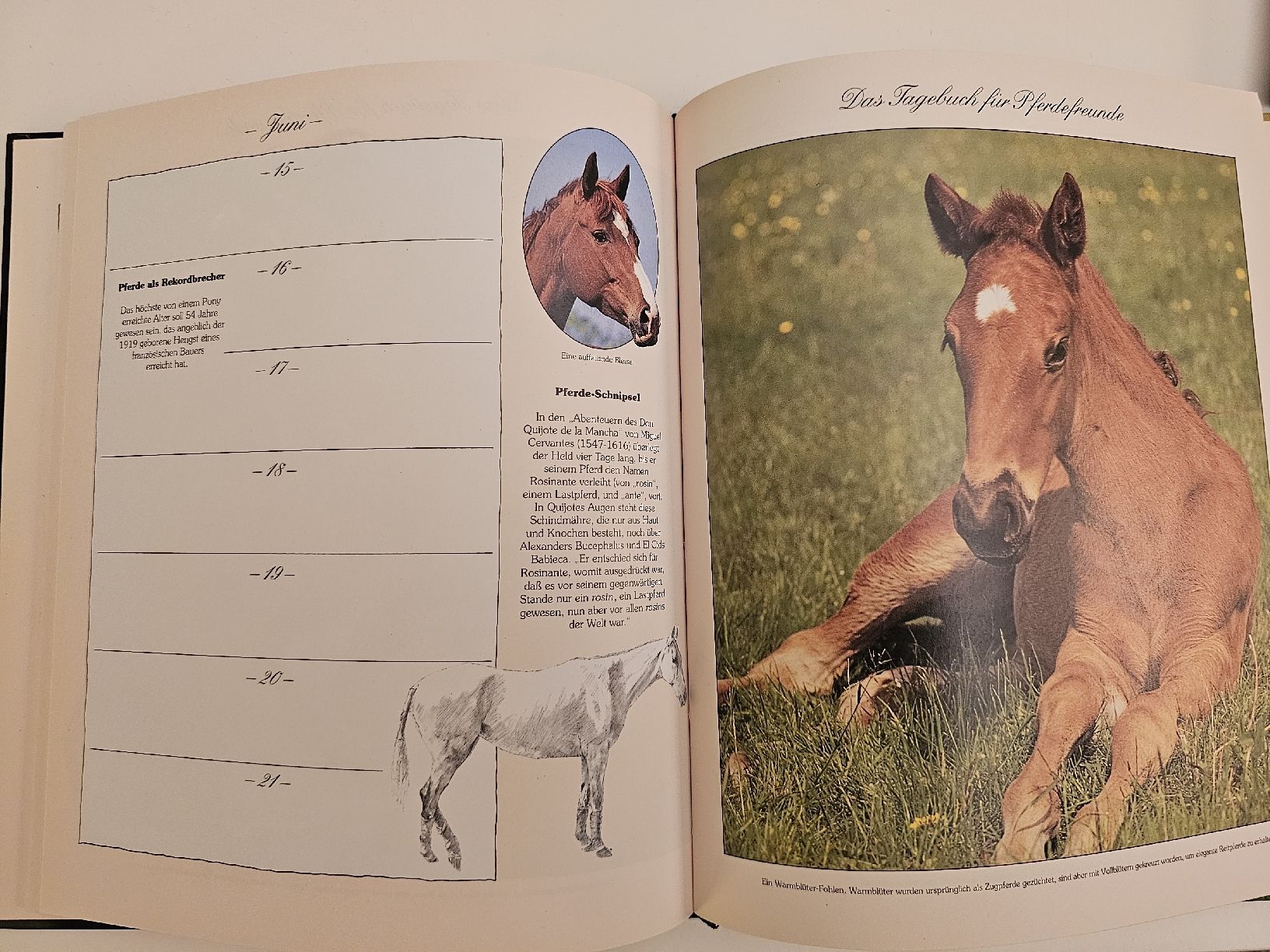 Libri: Journal intime pour les passionnés de chevaux – Usato da Gockhausen venduto da Emma_zh 1