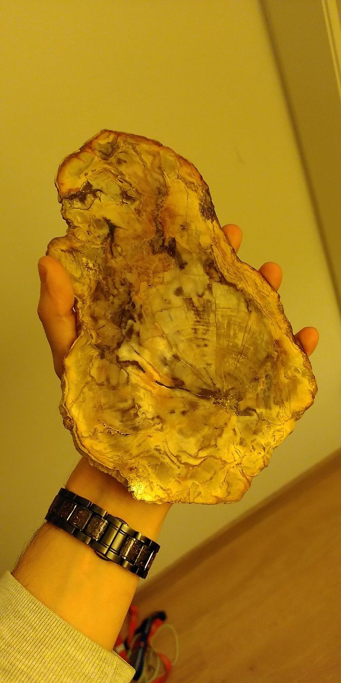 Minerali & Pietre curative: Wunderschöne Steinplatte von einem Versteinereten Baum – Usato da Zürich venduto da alessa88 1