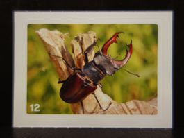 MIGROS MANIA Nature Detectives Nr. 12