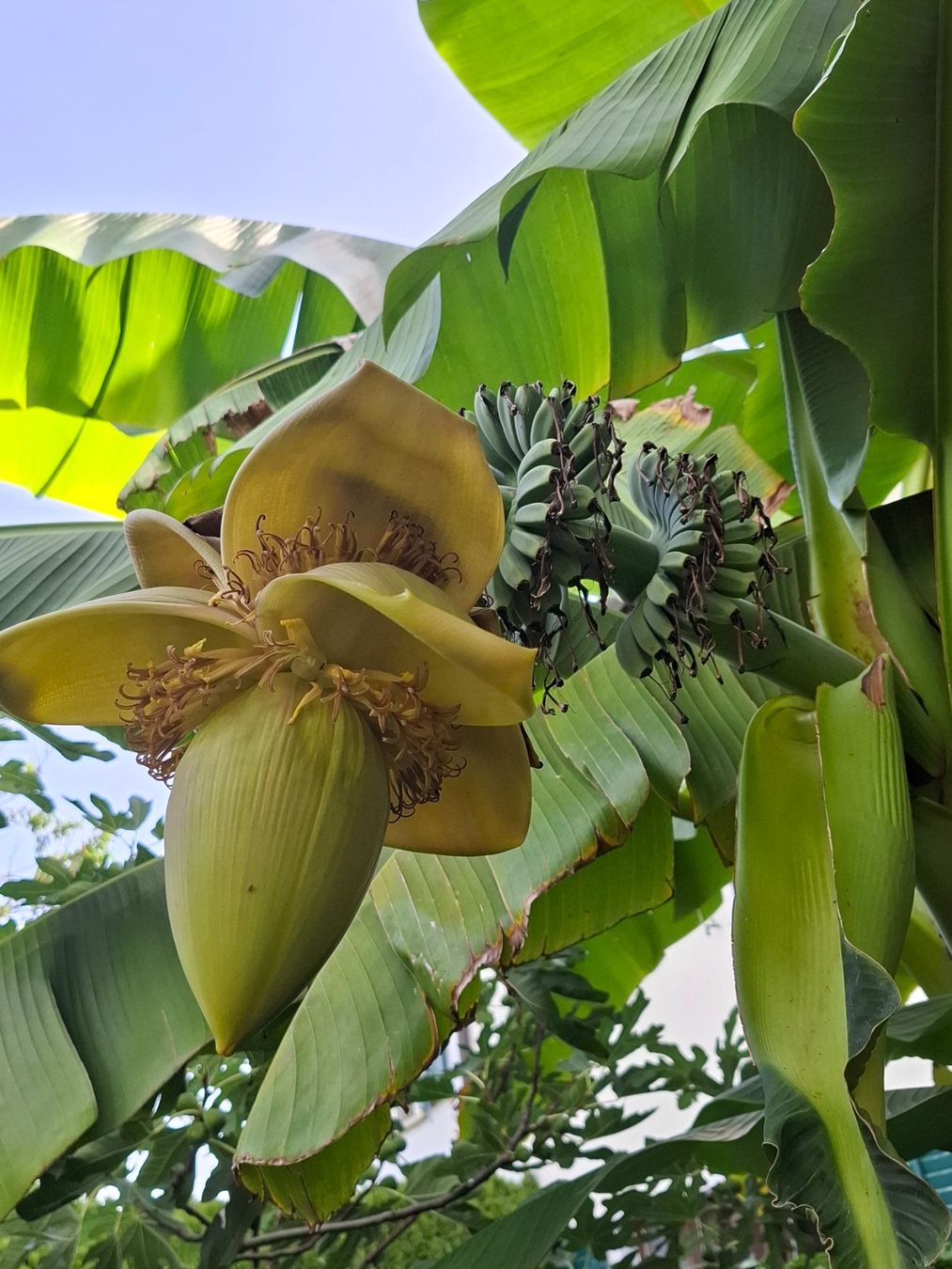Plantes & graines: Pflanze winterharte Banane – D'occasion à Zürich par esap 4