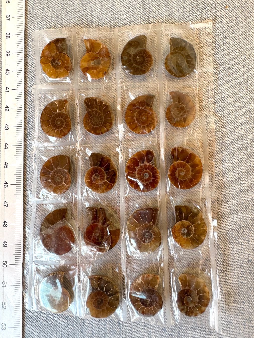 Fossili: Ammoniten   - 10 Paar winzig! top poliert - Geschenk-Idee – Nuovo e nell'imballaggio originale da Leuggern venduto da gemshow