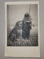 Alte Fotografie, Kind mit Hund, Vintage AK, 🐶, 👧🏼, Photo