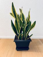 Sansevieria Golden Flame Pflanze Plant with Pot