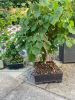 Bonsai-Baum und auch evtl. Bonsai Handwerks Zubehör dazu