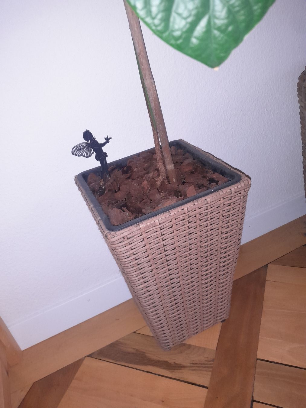 Piante & sementi: Avocado Pflanze im Topf – Usato da Olten venduto da so.bi 1