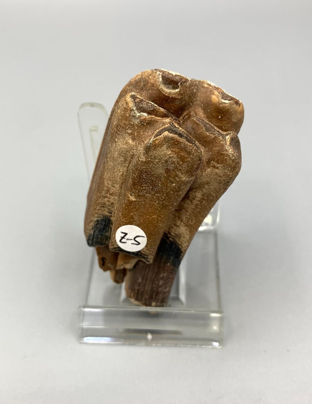 Fossili: Bison priscus (Steppenbison) - Zahn - Original - Eiszeit – Nuovo (secondo la descrizione) da Samstagern venduto da Spliti
