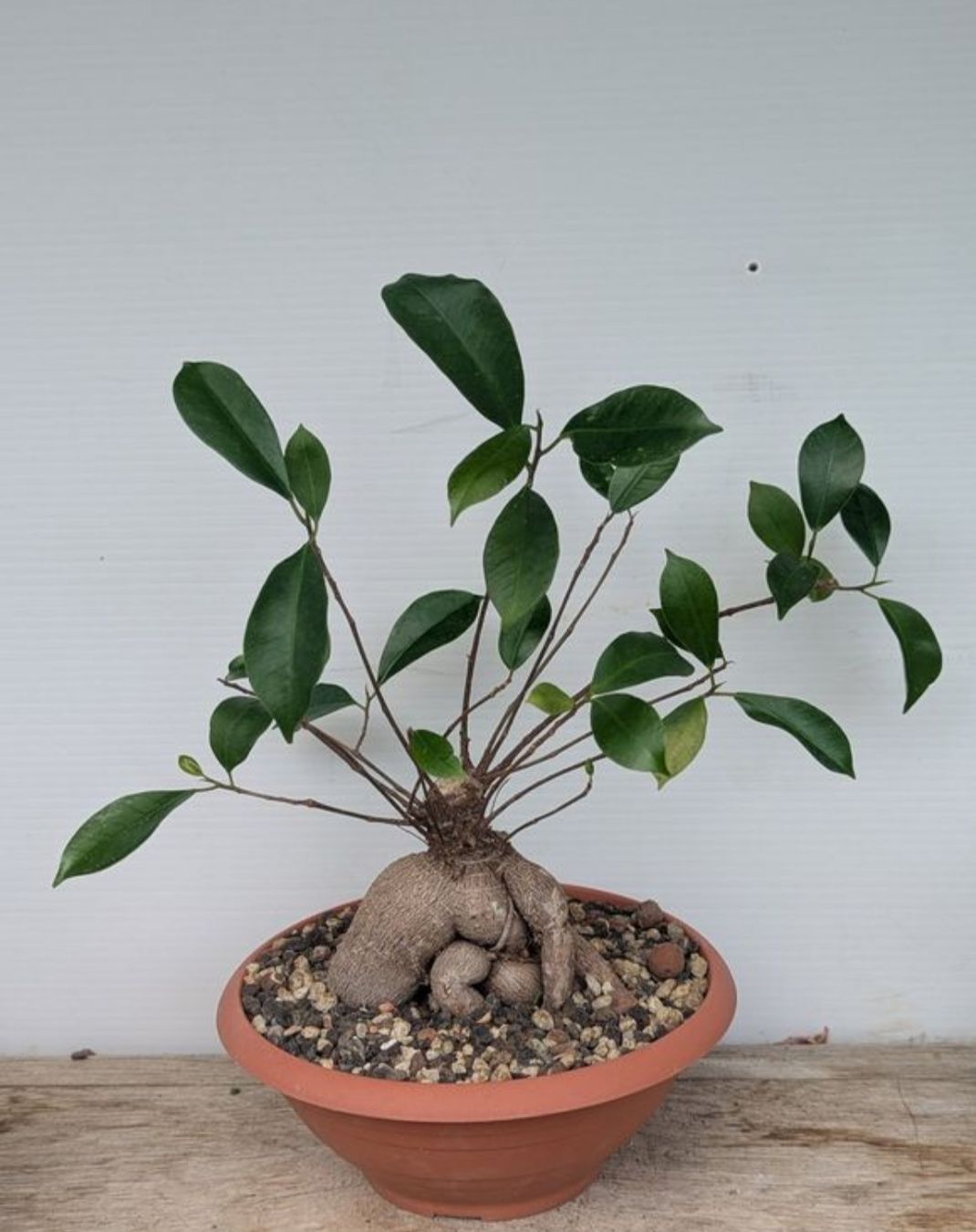 Piante & sementi: Ficus bonsai  – Usato da Comano venduto da che_8lc2