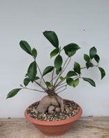 Ficus bonsai 