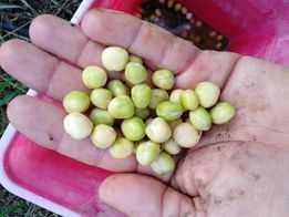 Petit pois ridés ( Géants ) 50g