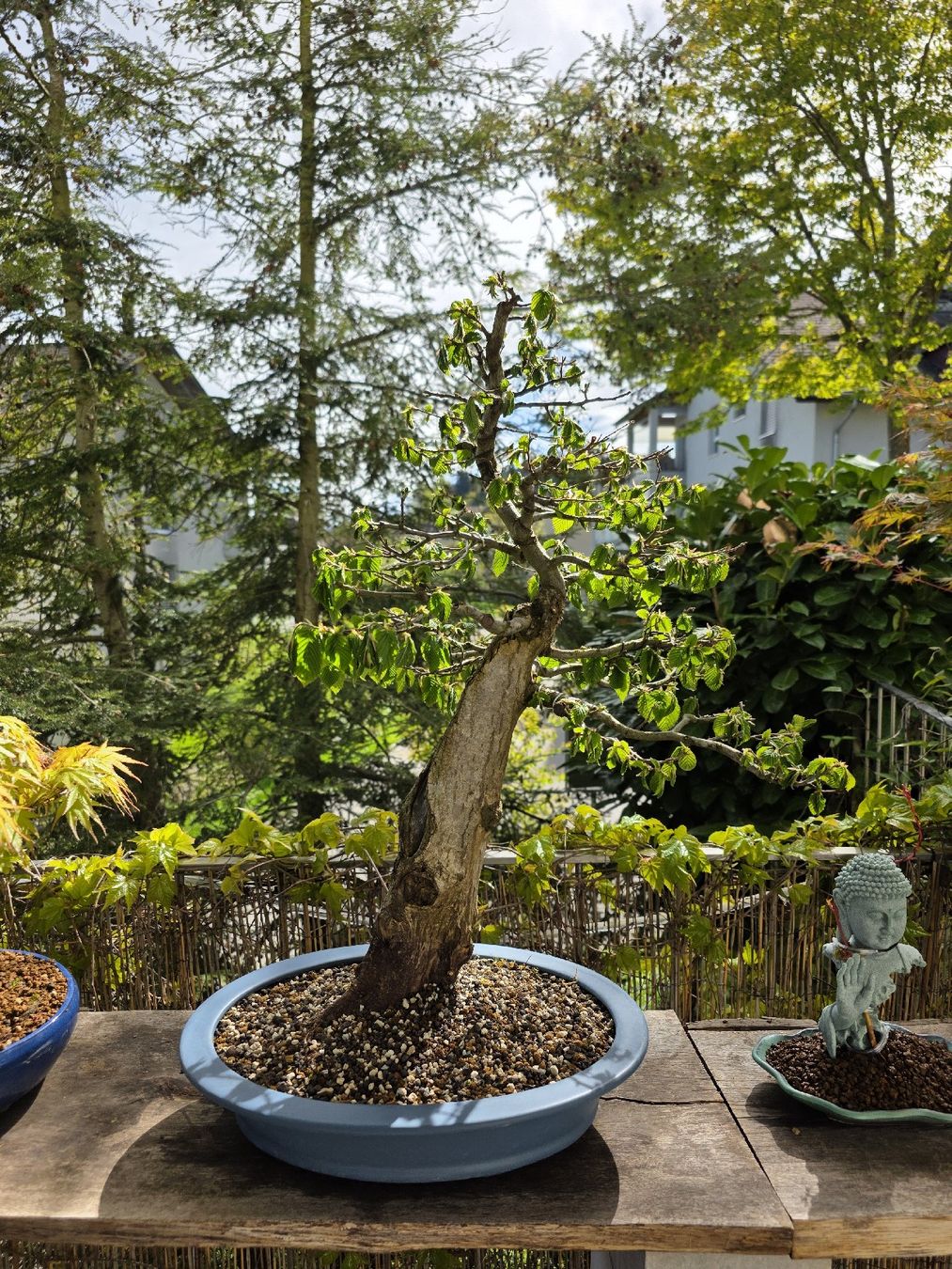 Bonsai Hainbuche (Gebraucht) in Oberwangen b. Bern fr CHF 485  nur  Abholung auf Ricardo kaufen