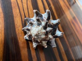 Ring Echte Muschel 🐚 5x5x5cm InnenD 20