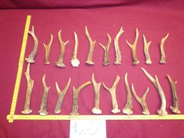 Reh, Geweihe, Trophäe, Horn, Dekoration, Jagd Abwurfstangen