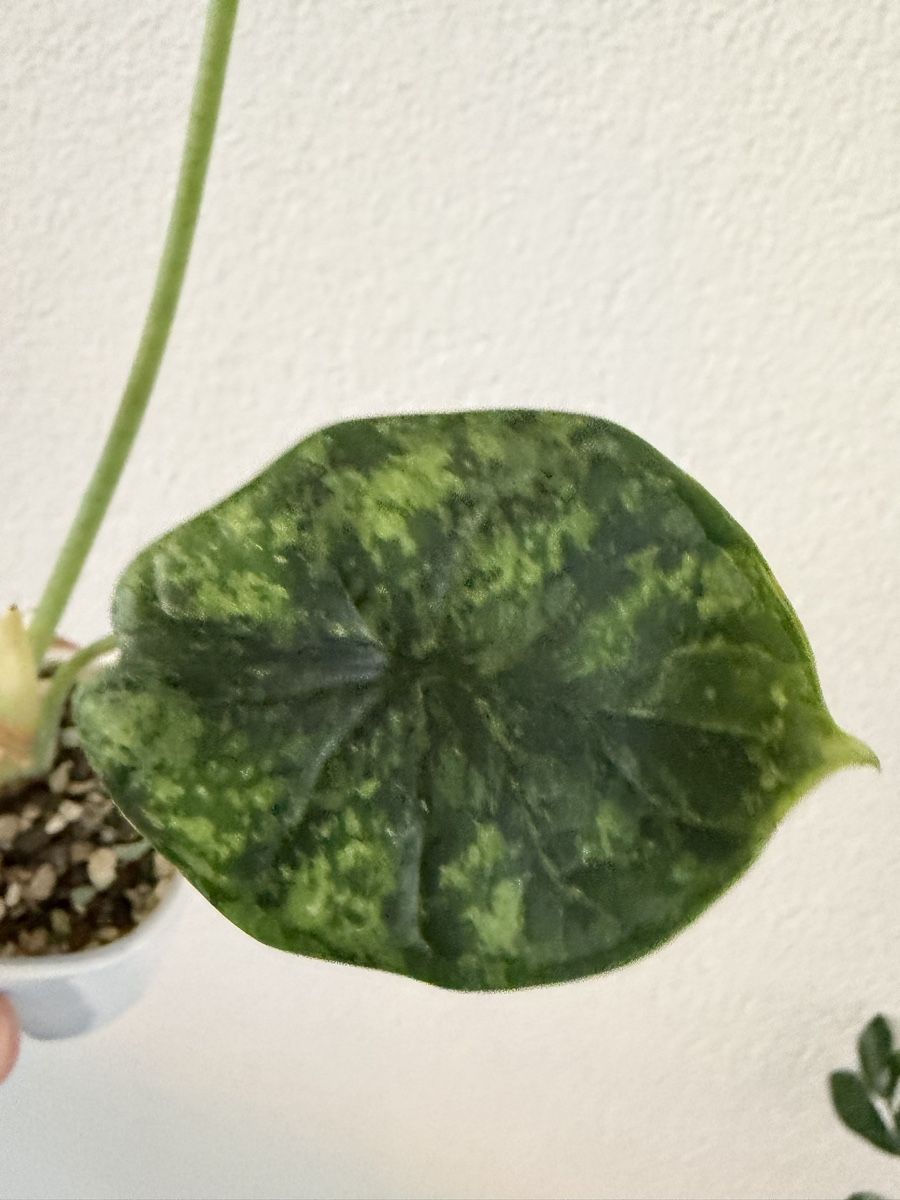 Piante & sementi: Alocasia Dragon Scale Mint im SB-Topf – Usato da Ostermundigen venduto da summy73 5