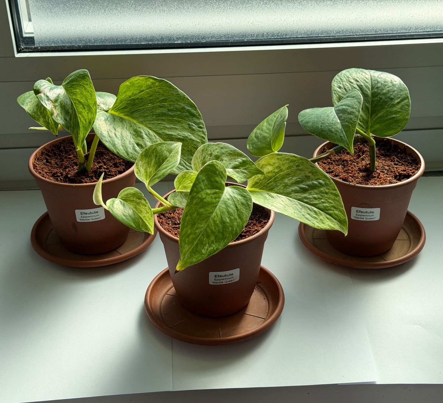 Piante & sementi: gefleckte Efeutute (Epipremnum)"Marbel Queen" – Nuovo (secondo la descrizione) da Auenstein venduto da EW89 2
