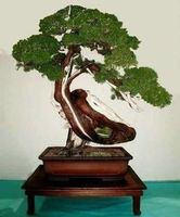 GENEVRIER DE CHINE ! SUPERBE BONSAI 15g
