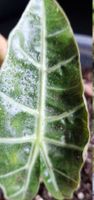 🤩Alocasia Amazonica Tricolore Rhizom 