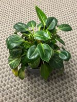 Philodendron Birkin Zimmerpflanze mit Topf gesund
