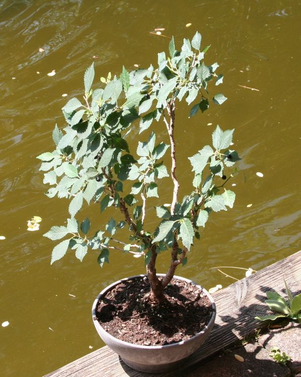 BONSAI - "Fuji - Kirsche" (Neu (gemss Beschreibung)) in Gretzenbach fr  CHF 62  nur Abholung auf Ricardo kaufen