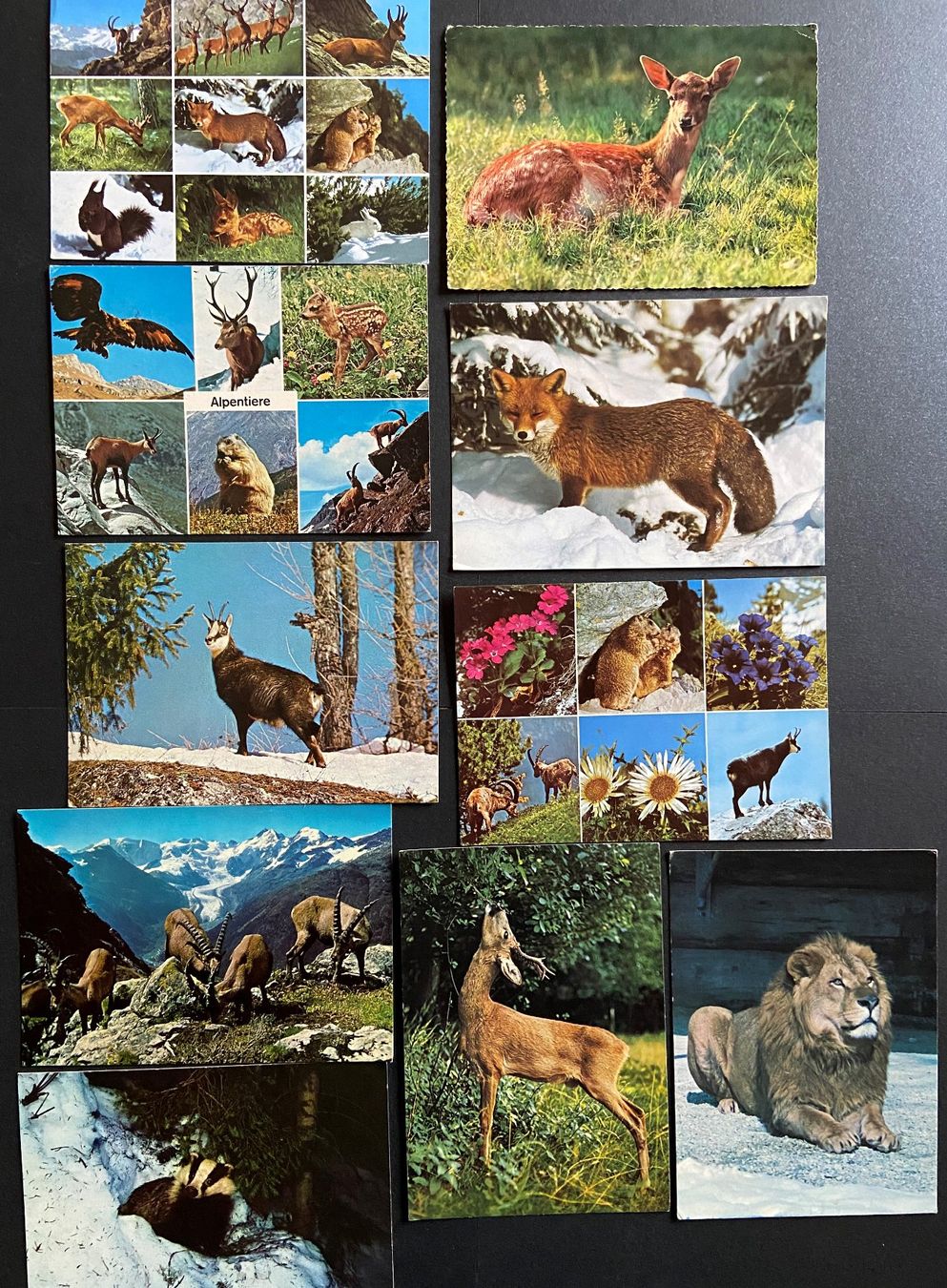 Cartoline postali: Set von10 AK mit Tieren – Usato da Böckten venduto da Hansi36