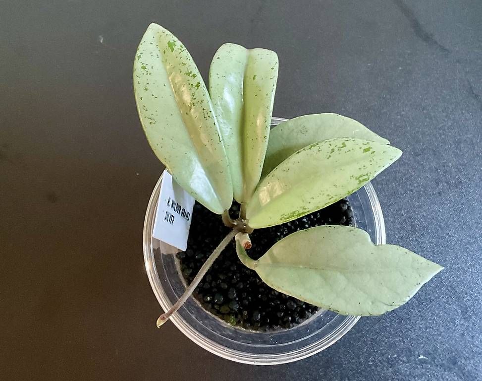 Pflanzen & Samen: Hoya carnosa Wilbur Graves Silver – Neu und originalverpackt aus Schönholzerswilen von Leavylounge 1