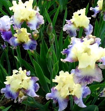Piante & sementi: Seltener Irisblock "Cremeweiß und blau" Iris bloc bulbe – Nuovo e nell'imballaggio originale da Rovio venduto da POSITIFFARTandPLANTS 3