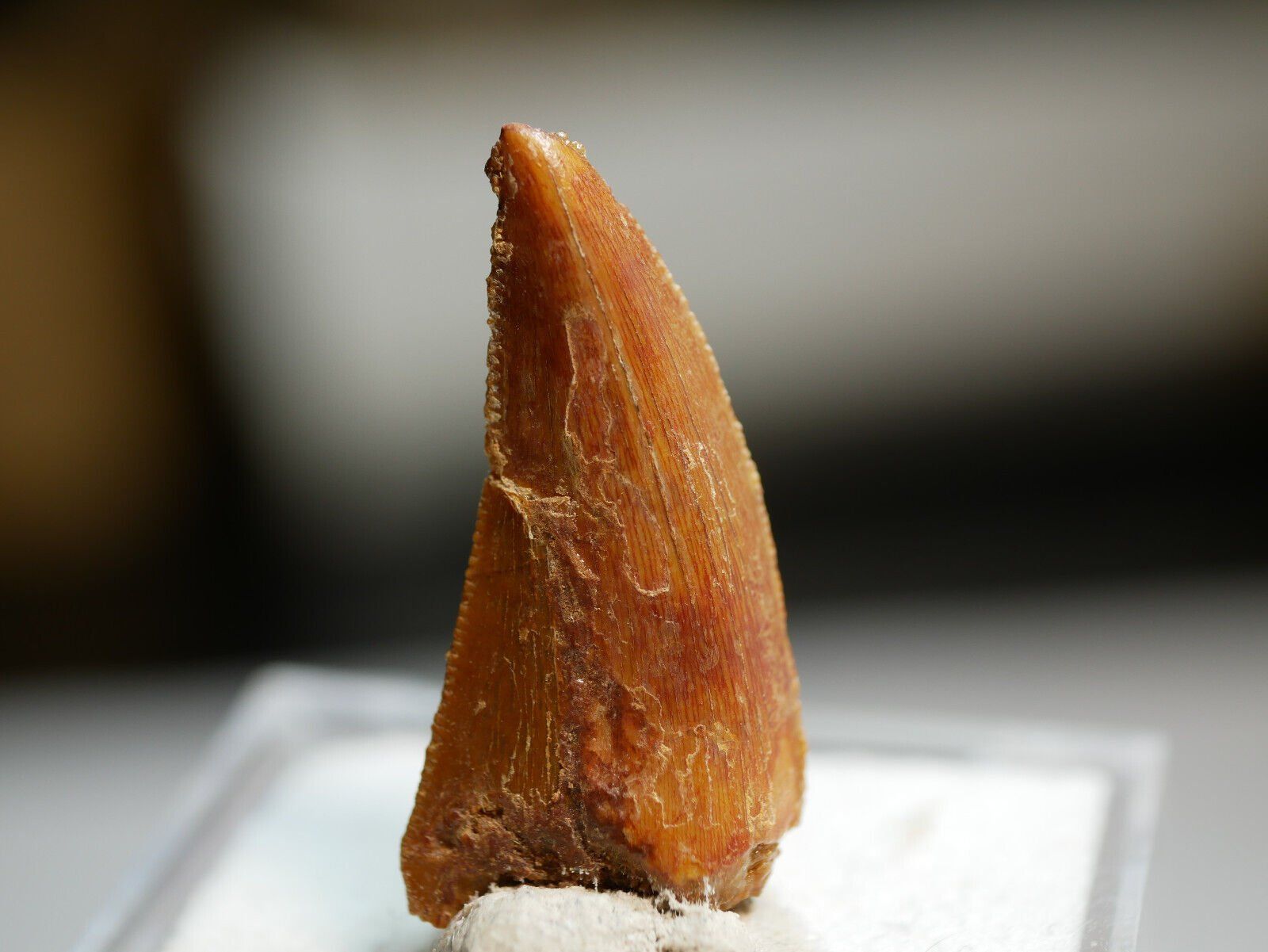 Fossili: raptor zhan – Nuovo (secondo la descrizione) da Aesch BL venduto da Pendrive