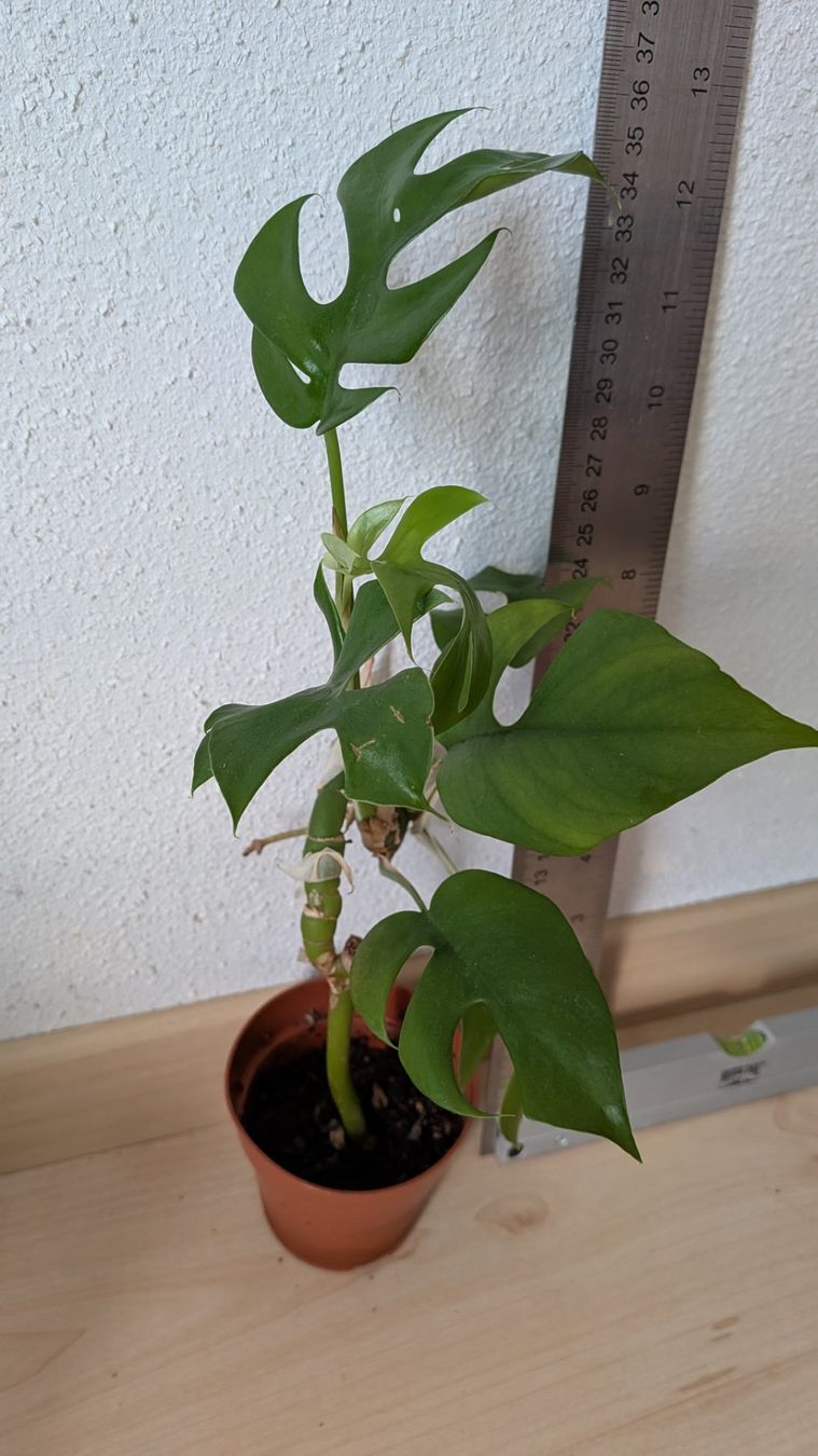 Piante & sementi: Monstera Minima Ableger im Topf mit Wurzeln – Usato da Horw venduto da Rebuho