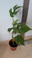 Monstera Minima Ableger im Topf mit Wurzeln