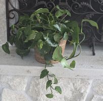 Efeutute Epipremnum aureum  Zimmerpflanze 