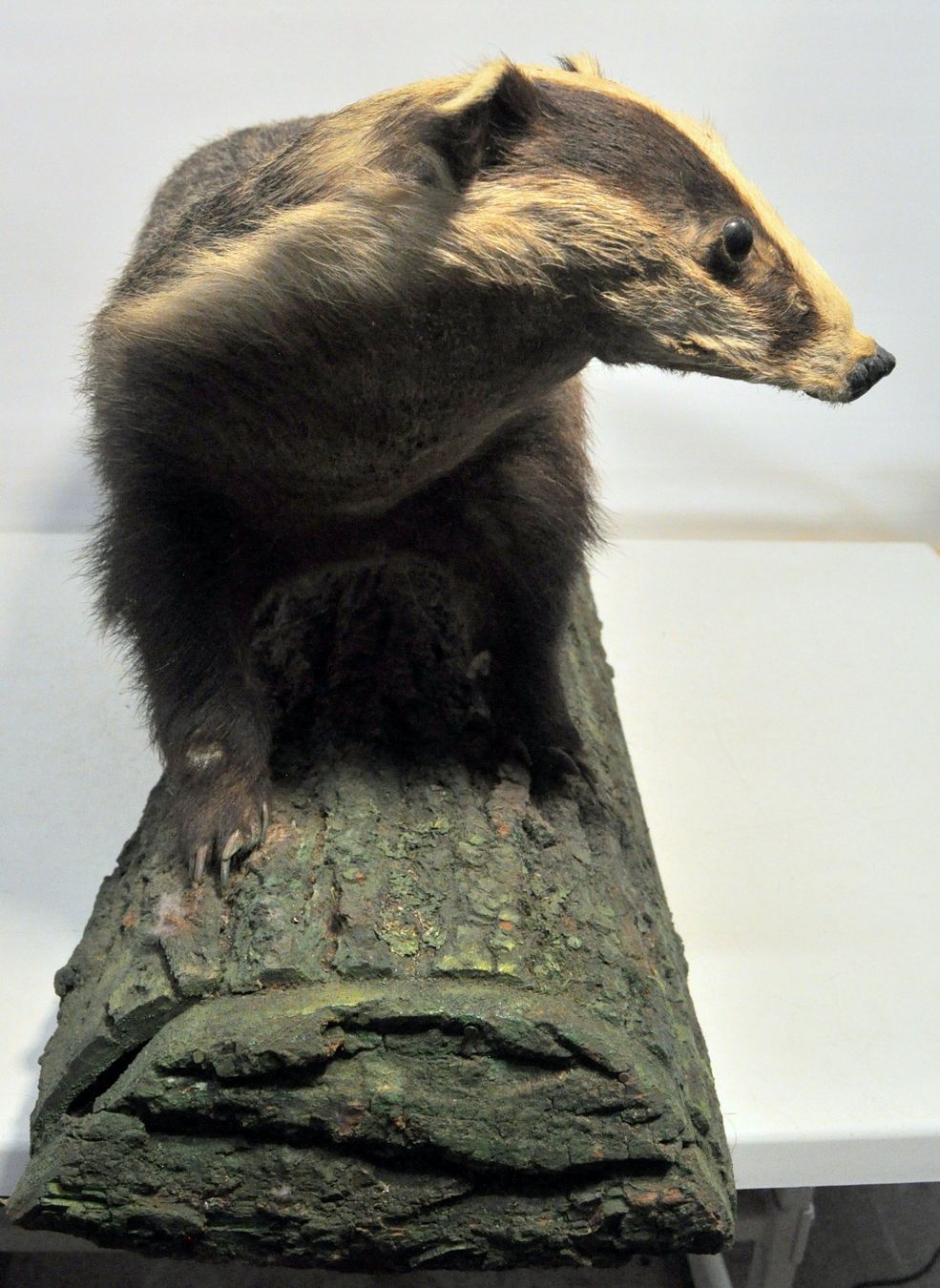Welt der Tiere: Blaireau naturalisé – Gebraucht aus Neuchâtel von Neuchatel 3