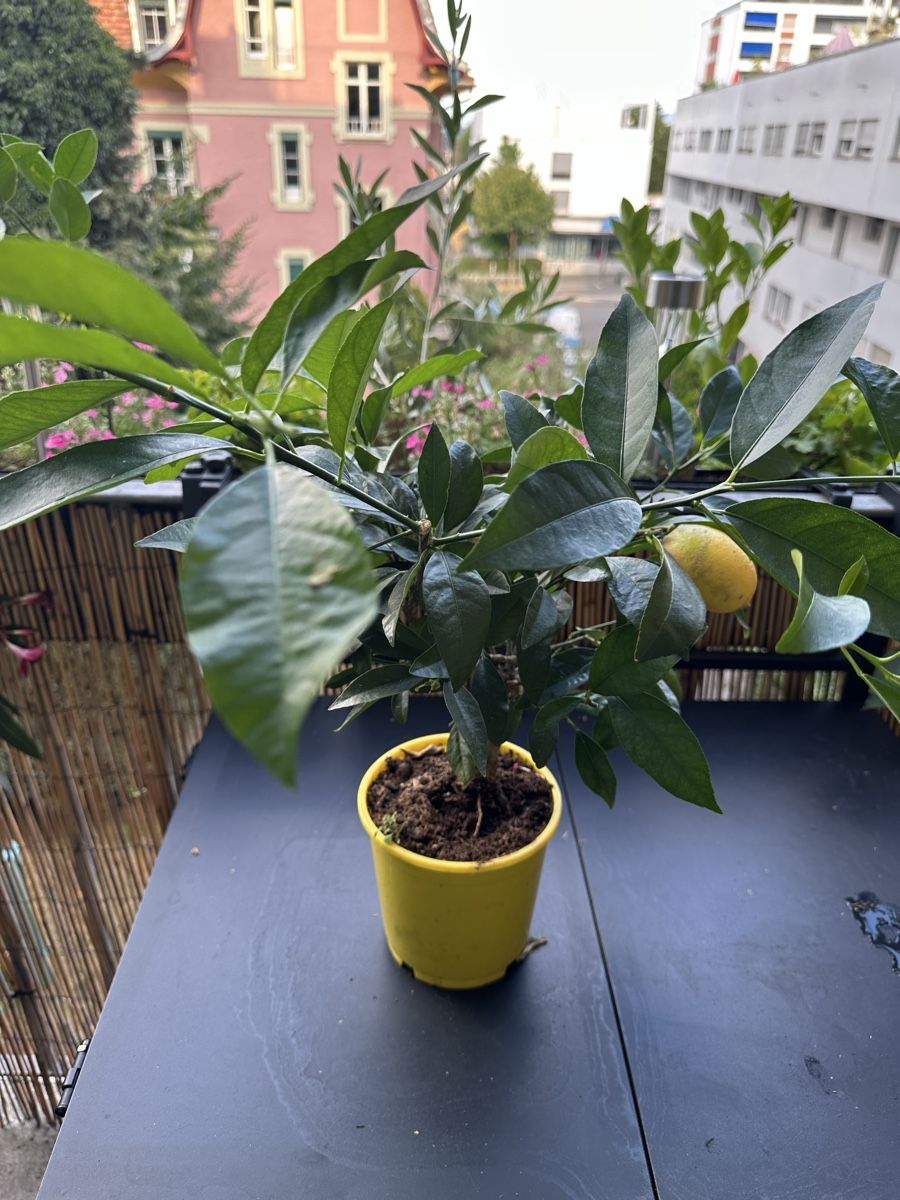 Plantes & graines: Citrus  Limone  50cm – D'occasion à Bern par womiman 2