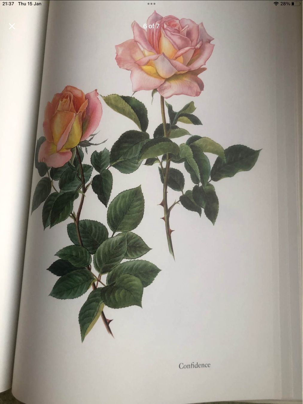Libri: Noblesse de la Rose. 1965 – Usato da Bursinel venduto da don_ccb9 5