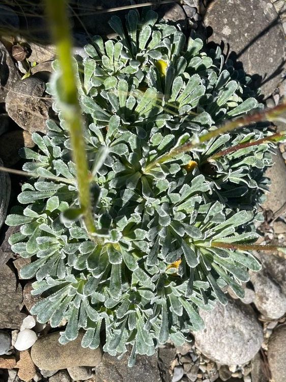 Piante & sementi: LÖFFELBLÄTTRIGER STEINBRECH - SAXIFRAGA COCHLEARIS RCHB. – Nuovo (secondo la descrizione) da Buchs AG venduto da fischli610 4
