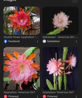 Epiphyllum „American Girl“ Blattkaktus Epicactus