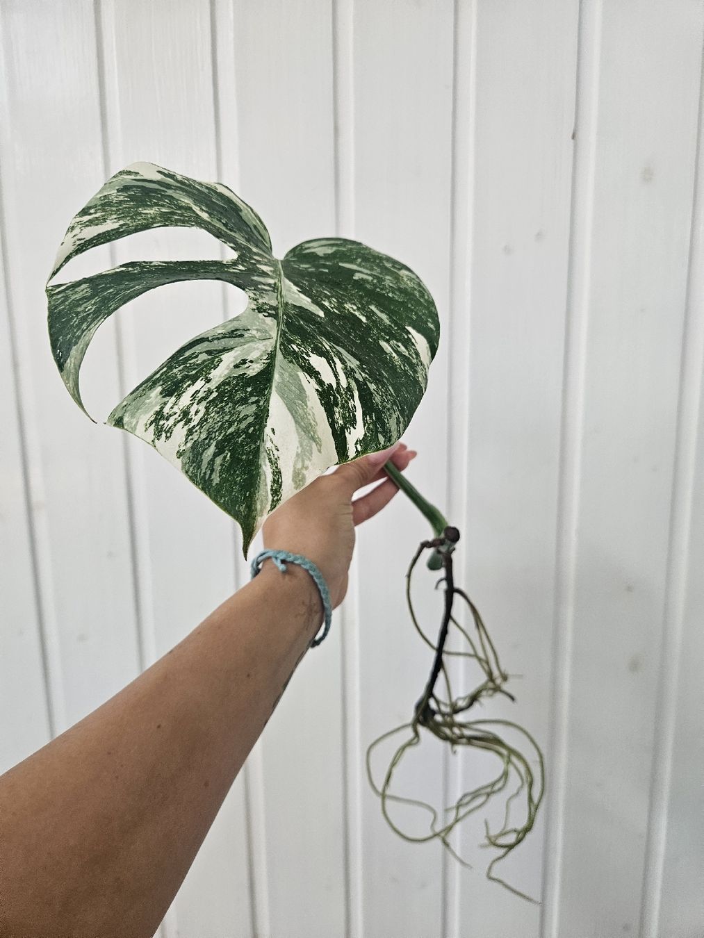 Pflanzen & Samen: Monstera Deliciosa " Variegata" Steckling – Neu (gemäss Beschreibung) aus Morbio Superiore von kho_zdz8 1