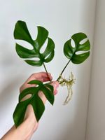Monstera minima Kopfsteckling😍 (kräftig bewurzelt)
