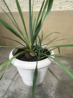 YUCCA Immergrüne & winterharte Garten-Yucca 75cm