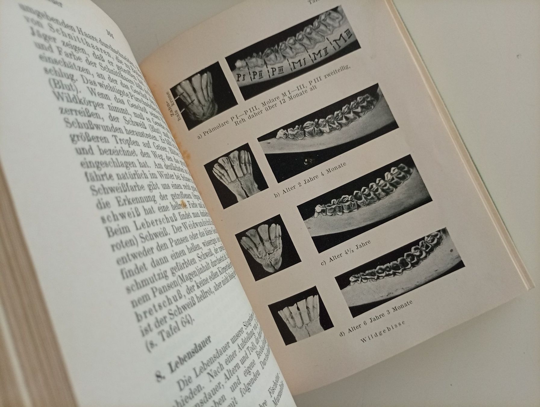 Bücher: Wildlebende Säugetiere, Bieger u. Wahlström – Gebraucht aus Locarno von edn.vintage 4