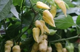 Pflanzen & Samen: Bhut Jolokia White - Capsicum chinense - 10 Samen – Neu und originalverpackt aus Sumiswald von Cham14559 1