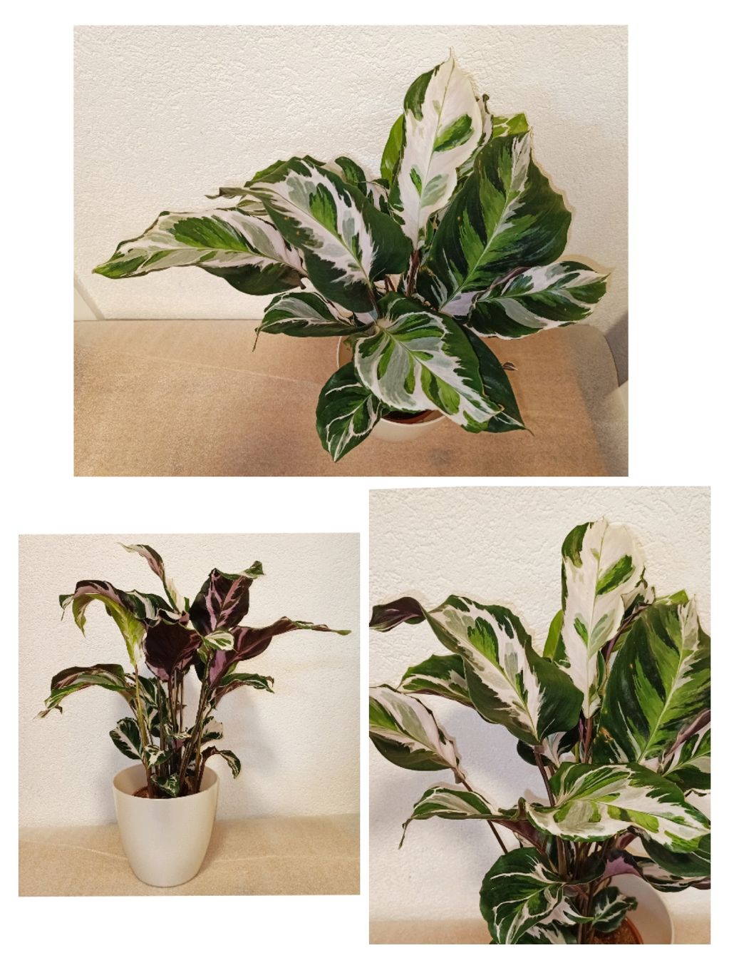 Piante & sementi: Calathea White Fusion – Nuovo (secondo la descrizione) da schöftland venduto da UniquePlants