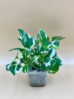 Epipremnum ‘N’Joy’