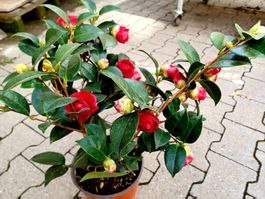 Rote Kamelie"Bush" 50 cm ↕️ 🌺 Camélia rouge "Bush" 50 cm‪